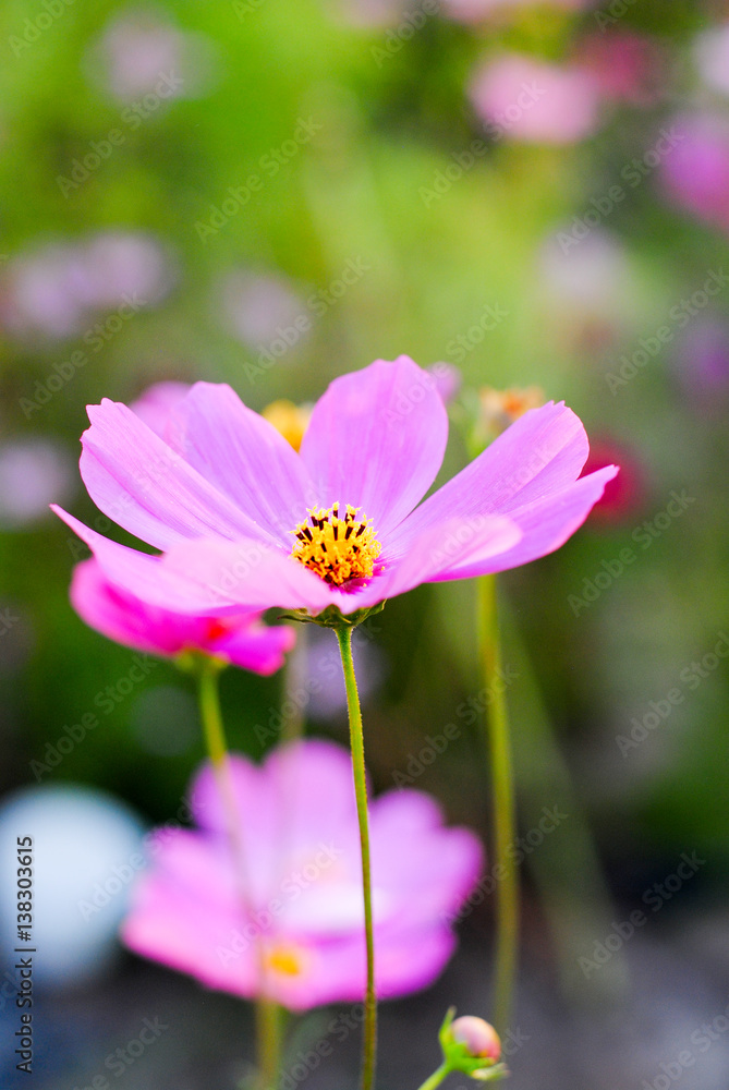 pink cosmos flowers background wallpaper nature summer 
