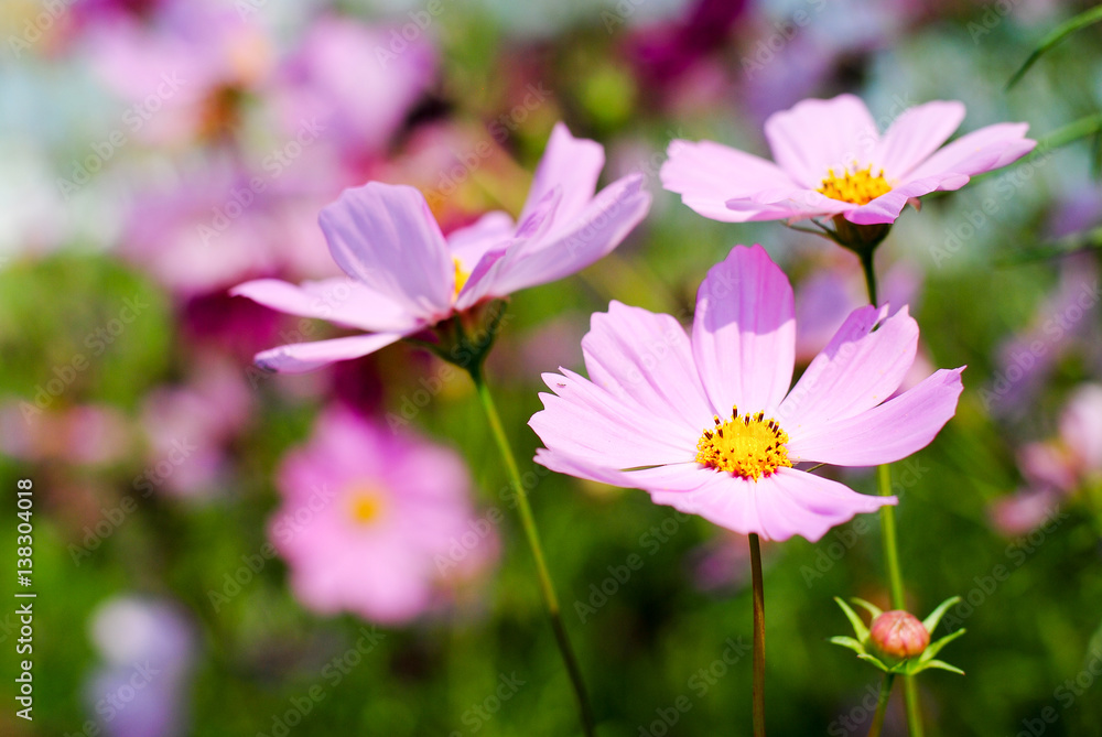 pink cosmos flowers background wallpaper nature summer
pink cosmos flowers background wallpaper nature summer