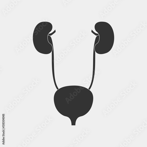 kidney vector