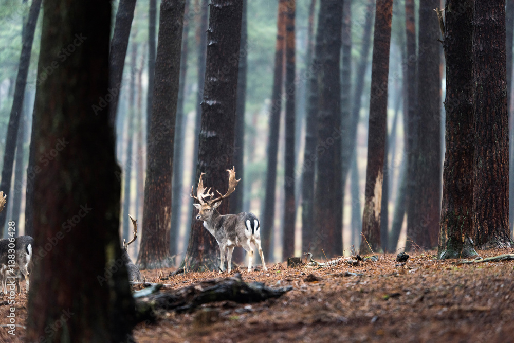 Naklejka premium Group of fallow deer in rainy forest.