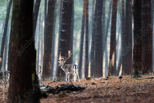 Group of fallow deer in rainy forest.