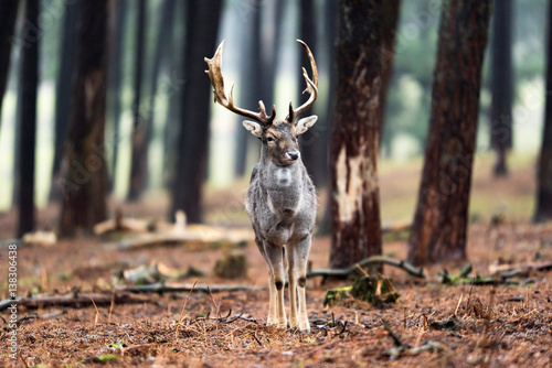 Single fallow deer buck standing in forest. photo