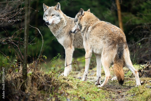 Two wolves standing in rainy forest.