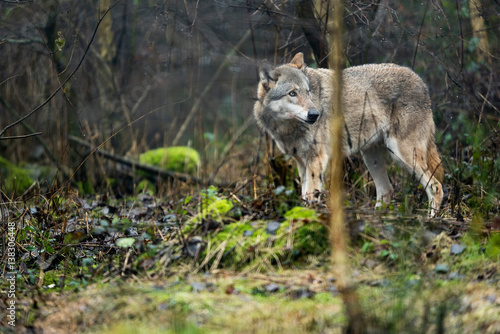Solitary wolf standing in rainy forest.