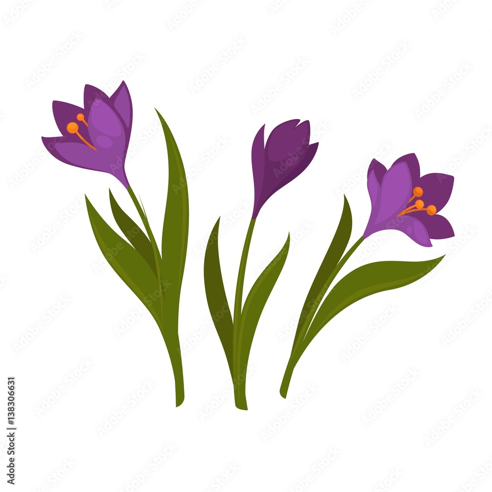 Three violet crocus blooming flowers isolated on white