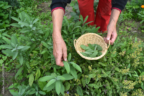 senior woman gardener hands picking in basket fresh sage Salvia