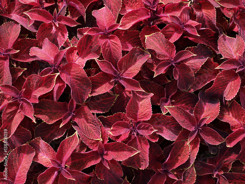 Many red coleus foliage plant close up