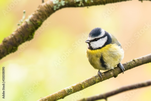 Blue tit pastel background