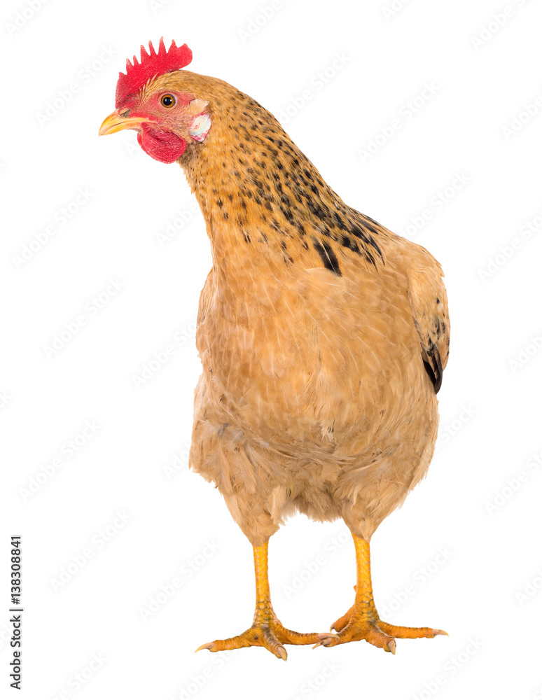 Fototapeta premium Graceful chicken laying hen, red color. Isolated.Series photos
