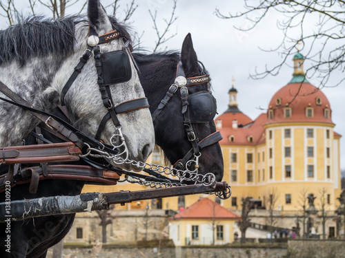 Schloss Moritzburg mit Pferden