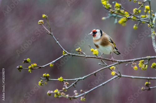 Goldfinch yellow flowers