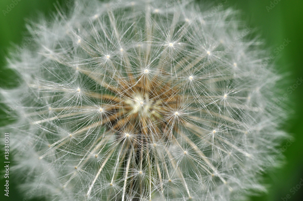 Close up of dandelion. Seeds flower in nature Close up of dandelion. Seeds flower in nature