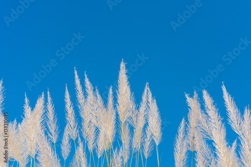 Wind blowing through flower grass with blue sky