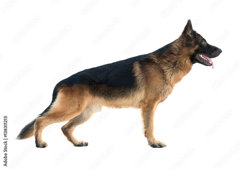 German Shepherd in the rack. isolated