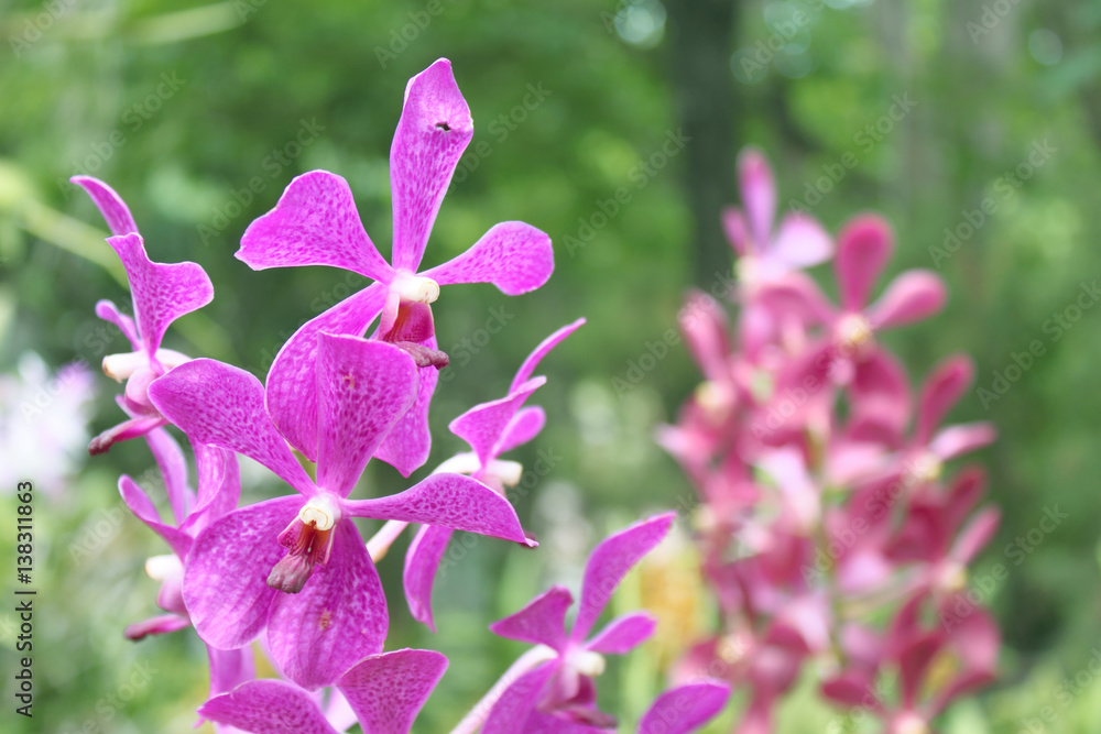 pink orchid pink orchid