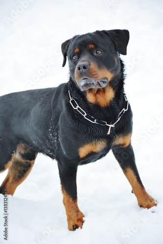 Rottweiler in snow