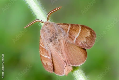 Large brown butterfly macrothylacia rubi sits on a green stalk of grass. photo