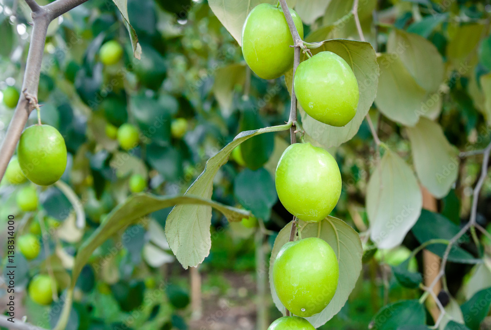Close up of jujube fruits growing on the trees in garden Close up of jujube fruits growing on the trees in garden