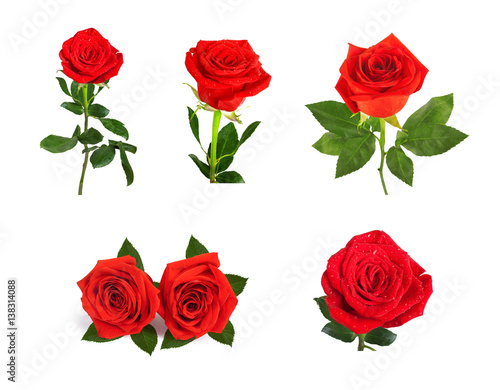 Set of beautiful red roses  isolated on  background © Loraliu