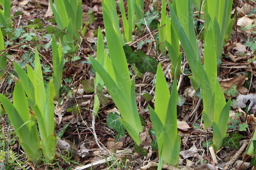 Fototapeta Naklejka Na Ścianę i Meble -  Jeunes plants d'iris sortant de terre