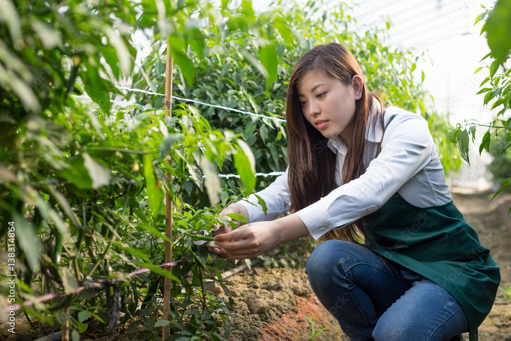 young asian woman working in green house young asian woman working in green house
