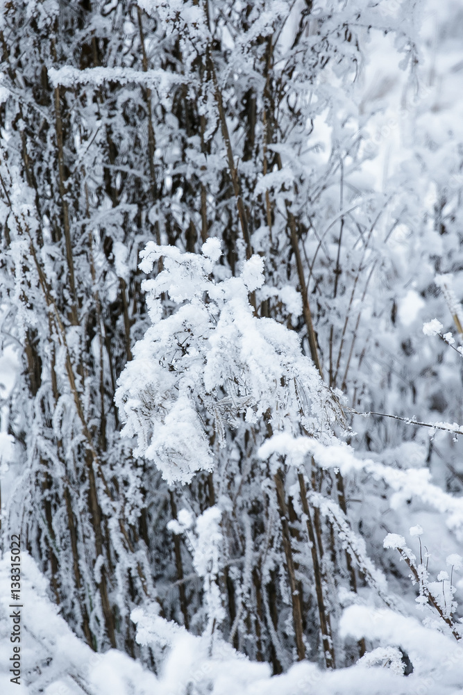 Snowy Forest in a Winter Day Snowy Forest in a Winter Day