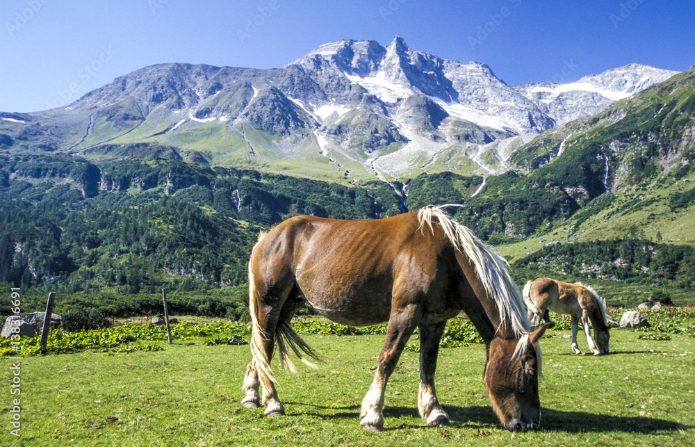 Mountain Sonnblick, horses, Austria, Salzburg, Pinzgau, Rauris v