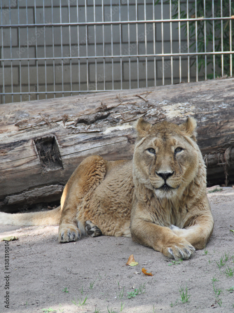 Naklejka premium Löwe