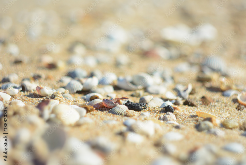 Bright seashells on the seashore. Beautiful seashells on the beach. Twisted shell beige yellow and pink colors. Bright seashells on the seashore. Beautiful seashells on the beach. Twisted shell beige yellow and pink colors.