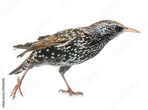 Common starling in studio