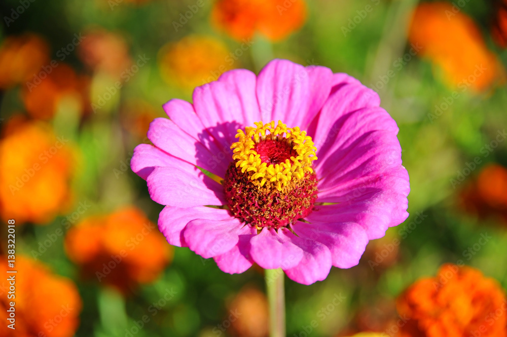 Obraz premium Beautiful zinnia flower