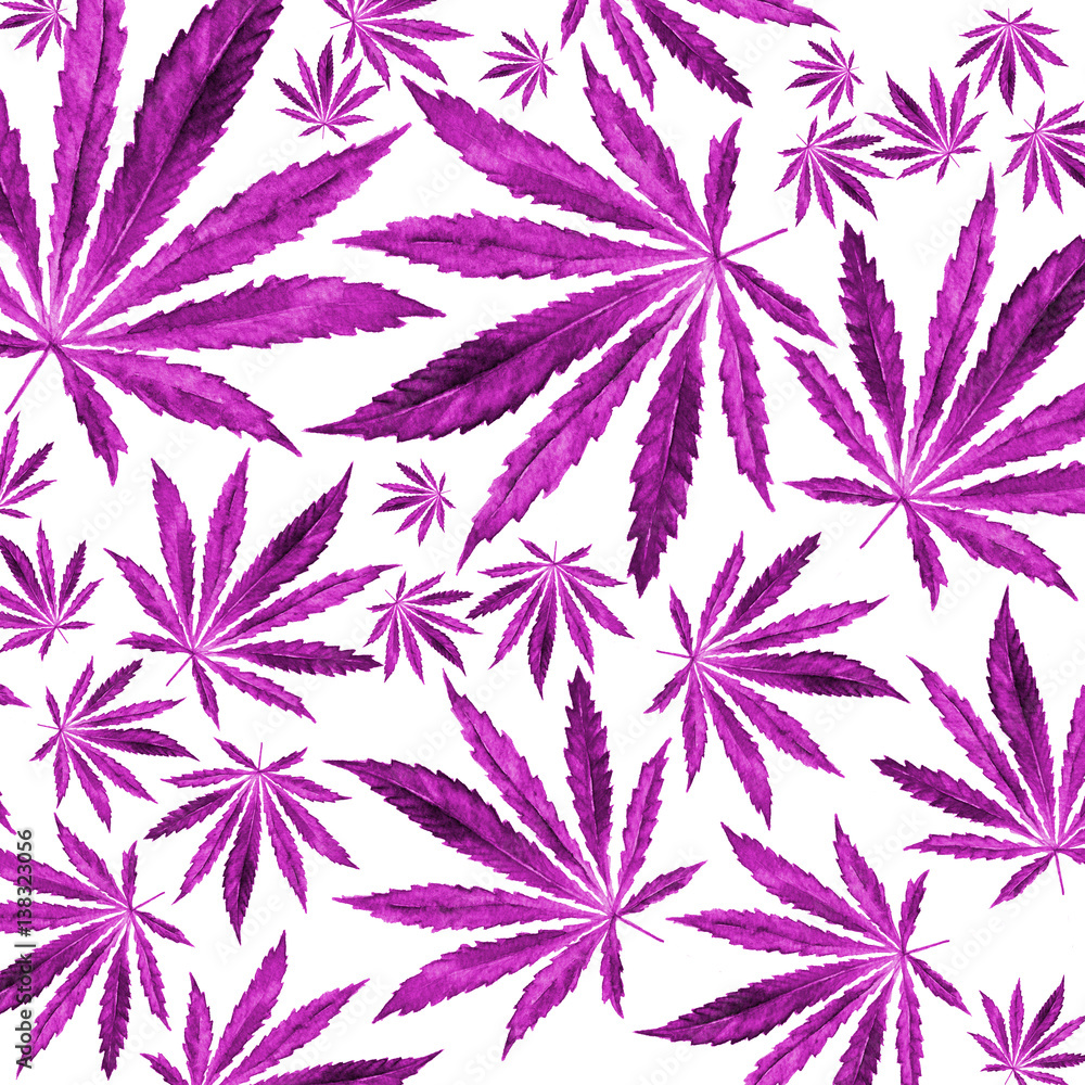 Purple, violet Cannabis leaves on white background