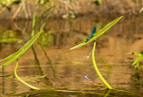 голубая стрекоза на листе стрелолиста обыкновенного © aranneva