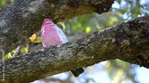 Papagei säubert sein Gefieder, ein zweiter kommt dazu, Kakadu, rosa Papagei, Perth, Western Australia, Australien, Down Under, Video photo