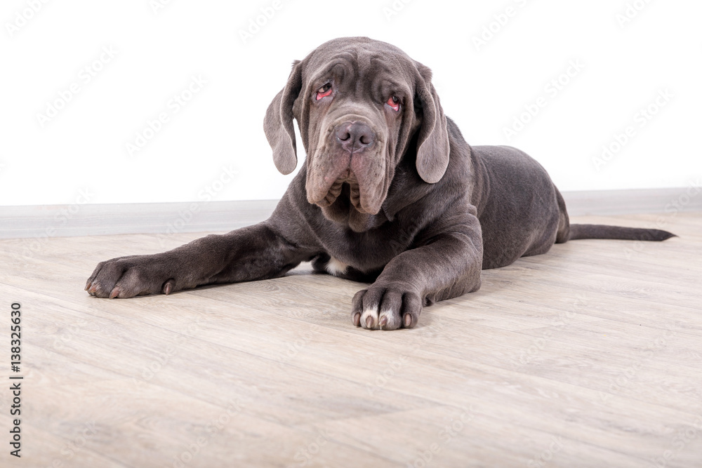 Puppy Neapolitana mastino, sitting on the floor in the studio. Dog handlers training dogs since childhood. Puppy Neapolitana mastino, sitting on the floor in the studio. Dog handlers training dogs since childhood.