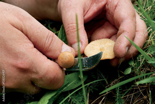 Marasmius oreades mushrooms photo