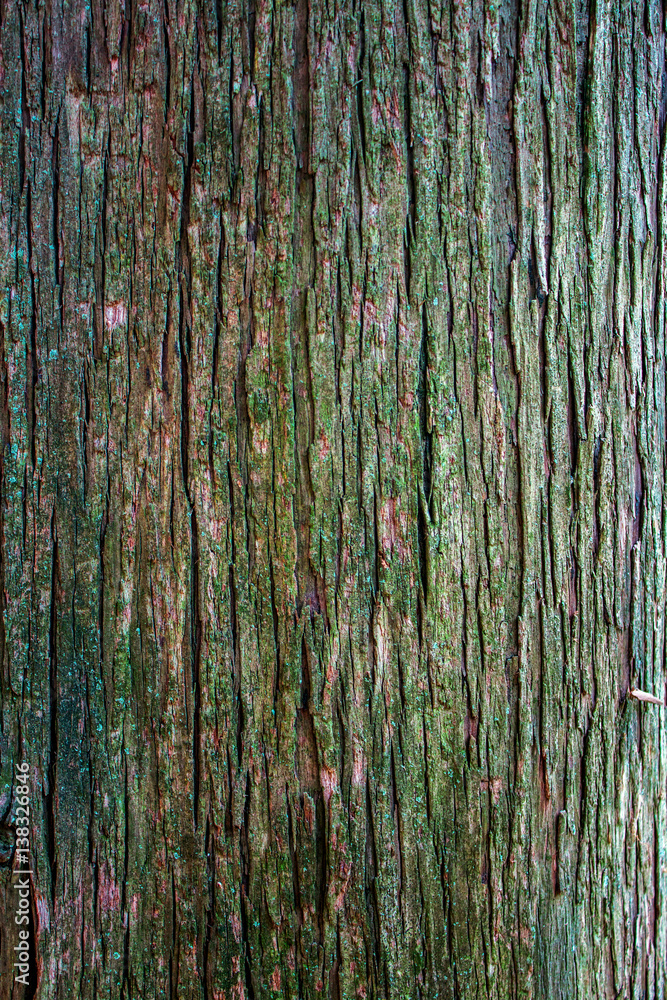 Obraz premium Madera