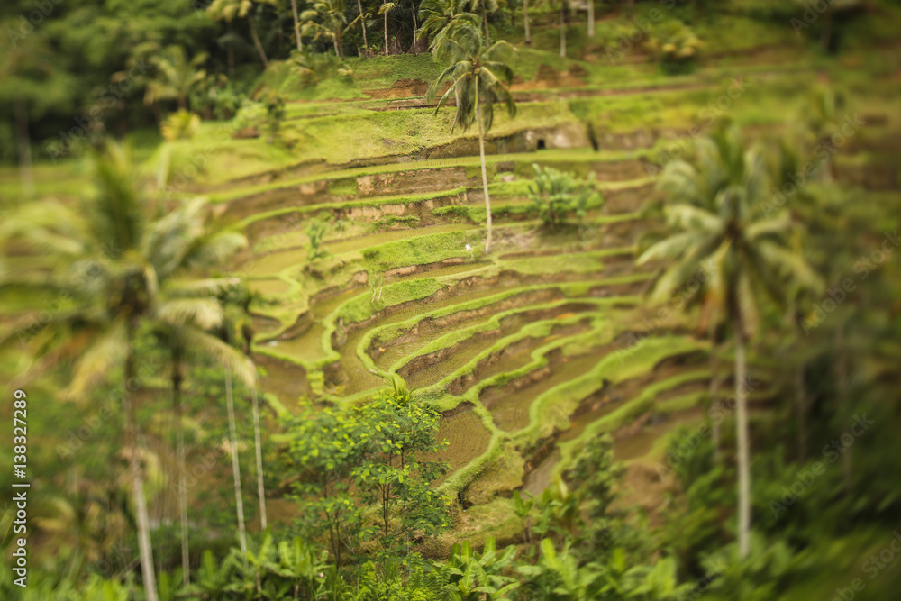 Rice plantation, selective focus