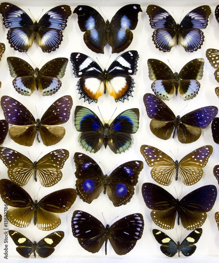 Cased Collection of Exotic Butterflies
Cased Collection of Exotic Butterflies