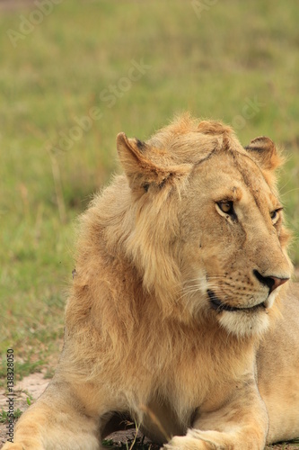 Fototapeta Naklejka Na Ścianę i Meble -  Young male lion face zoomed in Masai Mara, Kenya