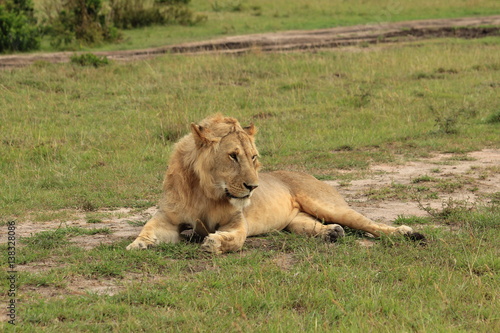 Wallpaper Mural Young male lion  in Masai Mara, Kenya Torontodigital.ca