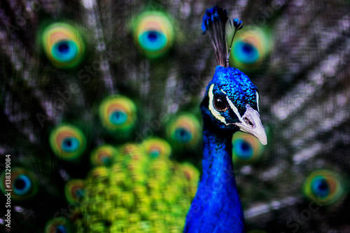 Pavo Real photo