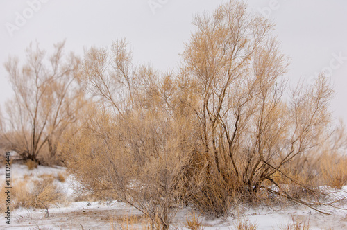 steppes winter. Kazakhstan, Almaty region, Bakanas,