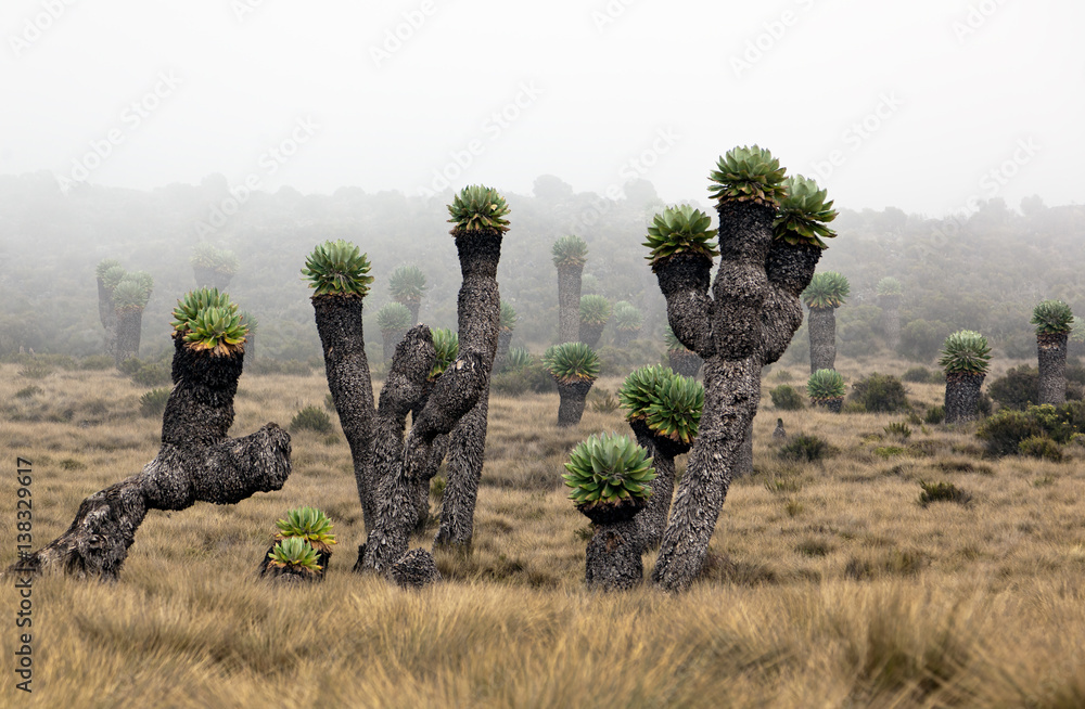 Fototapeta premium Giant plants (Senecio kilimanjari) near the camp Horombo (3700 m) on the slope of mount Kilimanjaro - Tanzania
