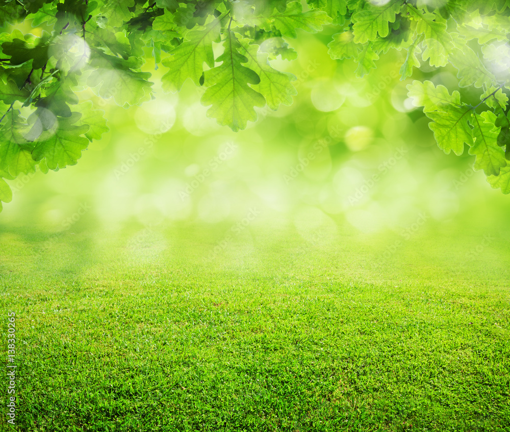 Fototapeta premium spring grass background