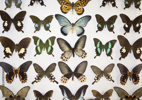 Cased Collection of Exotic Butterflies   © squeebcreative