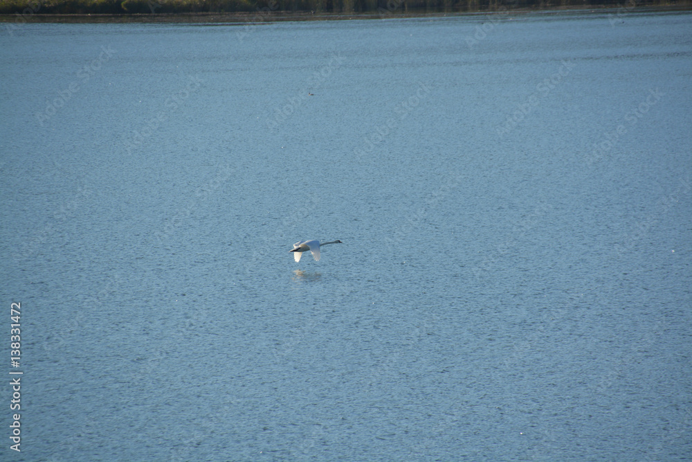 cisne volando sobre el agua