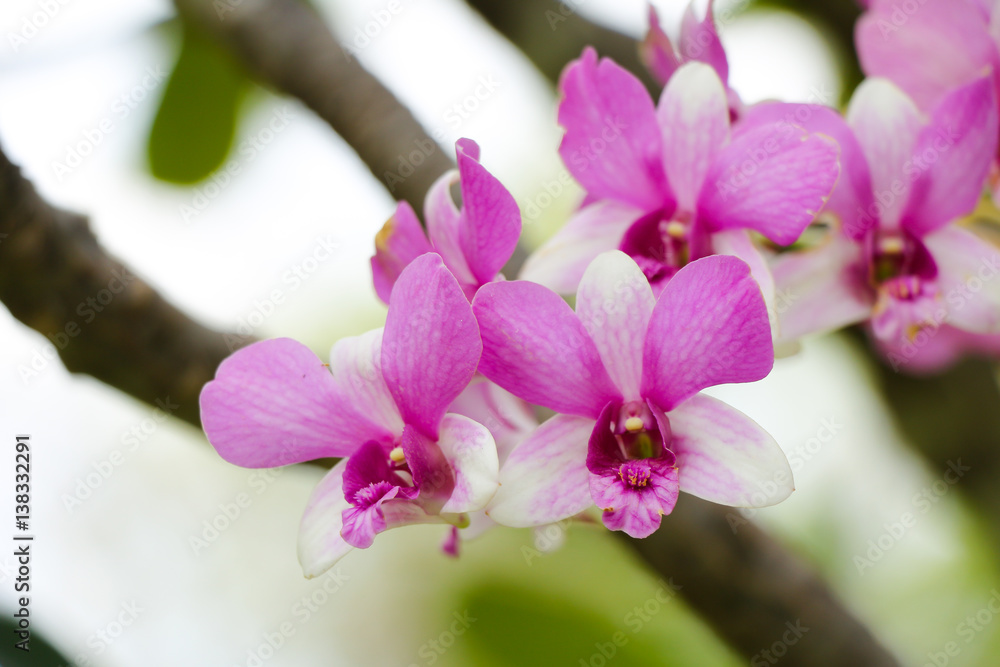 Obraz premium Purple orchid flower in the garden
