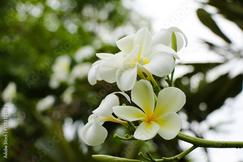 Plumeria flower
