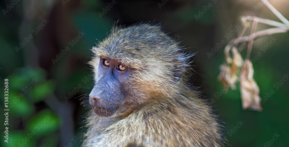 Baboon portrait in Lake Manyara Tanzania StockFoto Adobe Stock